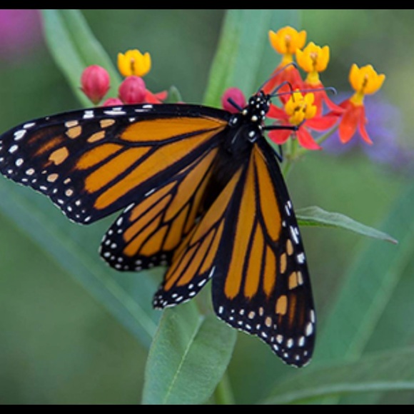 Meet your Posher, Melody - Picture 9 of 10